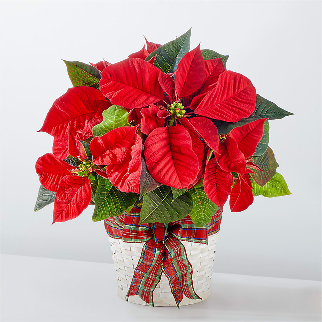 Happiest Holidays Vibrant Red Poinsettia in Woven Basket