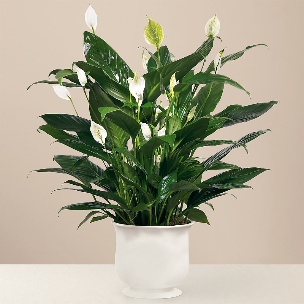 Elegant Comfort Planter Featuring a Lush Six Inch Peace Lily