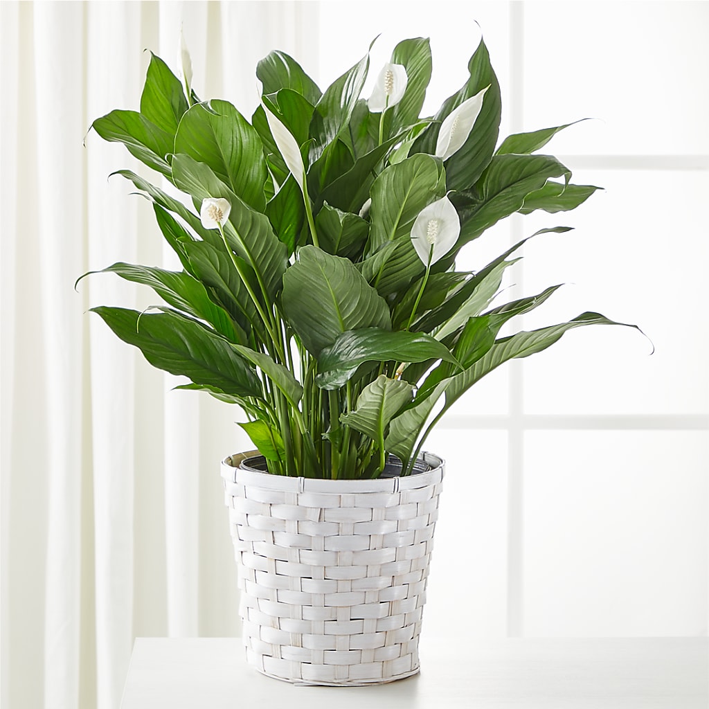 Elegant A New Leaf Peace Lily Lush Indoor Blooming Potted Plant