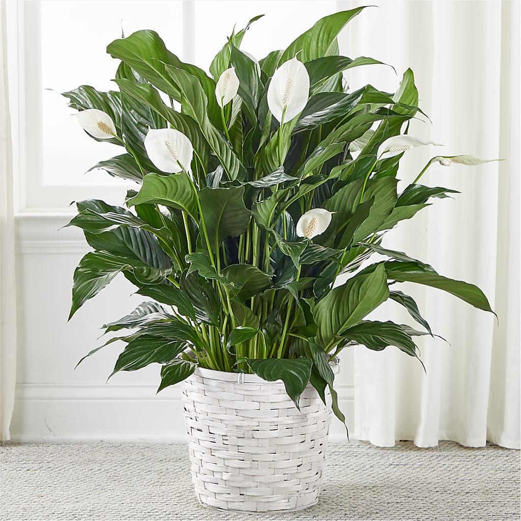 Elegant A New Leaf Peace Lily Lush Indoor Blooming Potted Plant