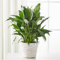 Elegant A New Leaf Peace Lily Lush Indoor Blooming Potted Plant